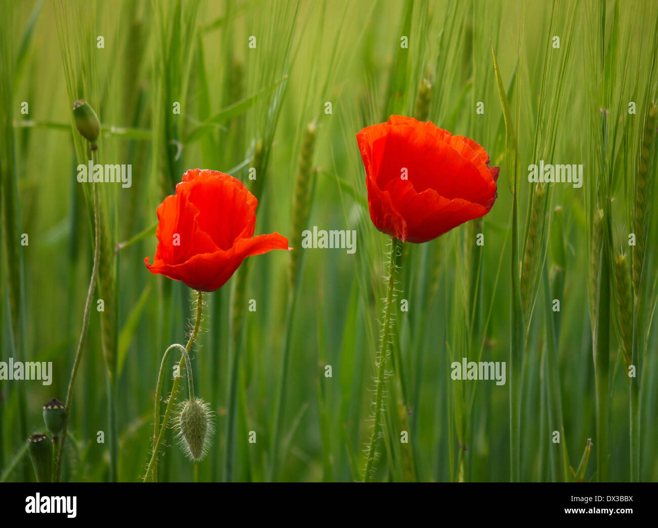 Coquelicot Papaver rhoeas, maïs Banque D'Images