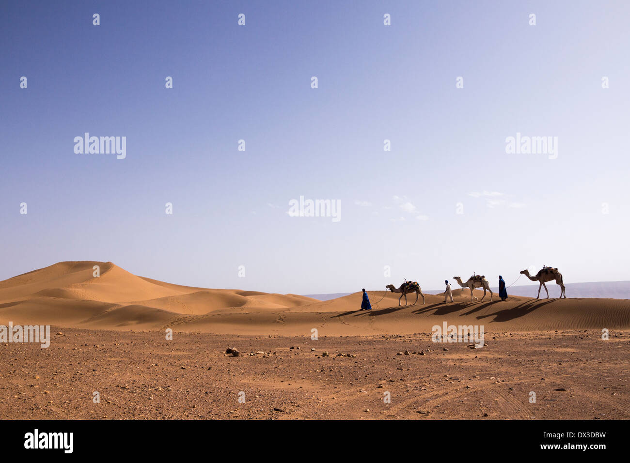 Trois chameliers walking in Tifnou dunes, Zagora, Maroc Banque D'Images