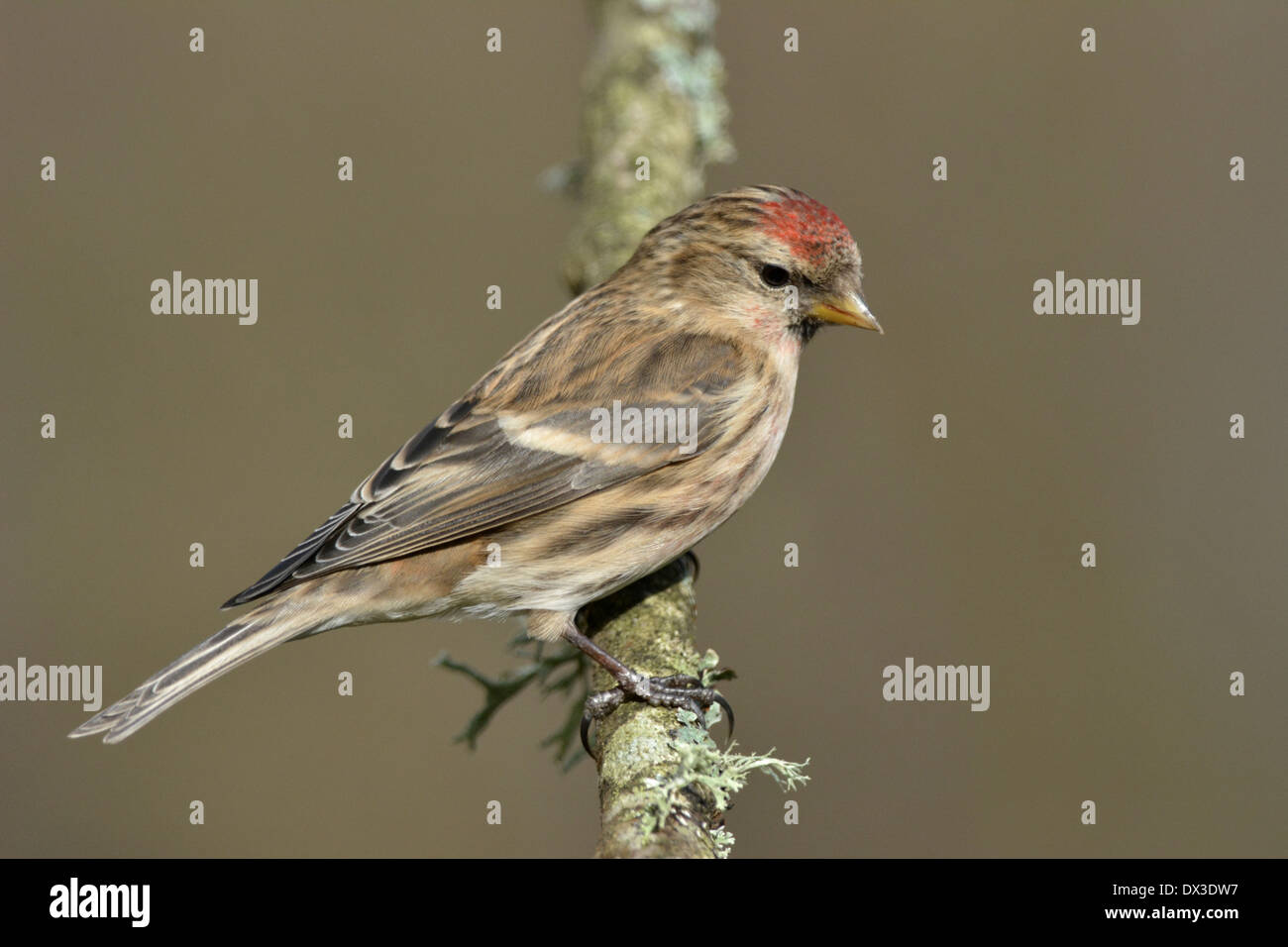 Sizerin flammé Carduelis flammea moindre Banque D'Images