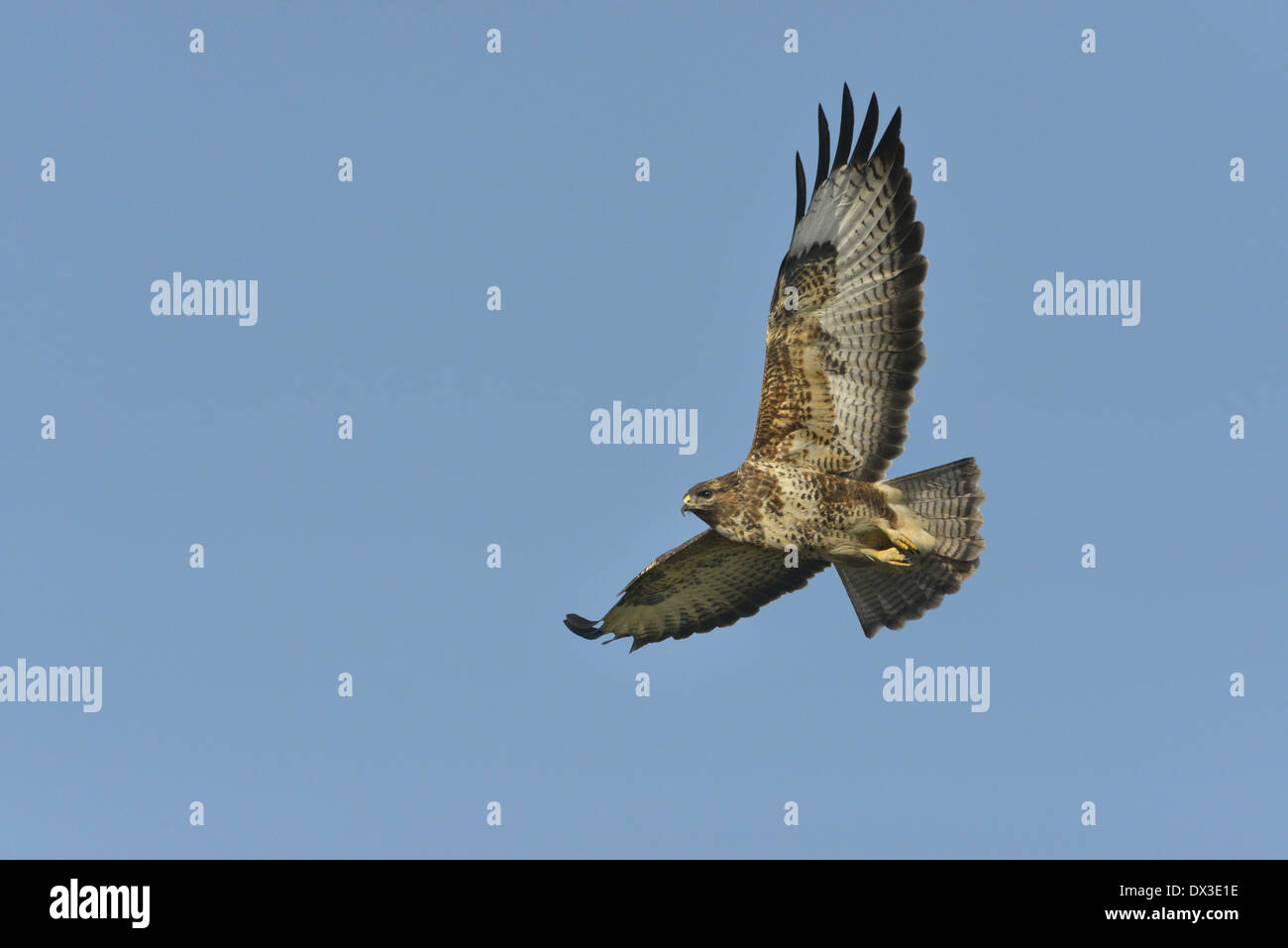 Buteo buteo BUZZARD Banque D'Images