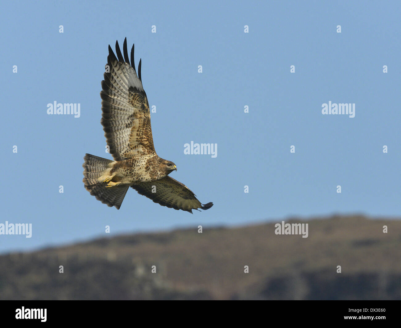 Buteo buteo BUZZARD Banque D'Images