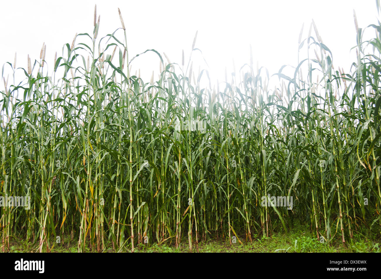 Région agricole du maïs indien Banque D'Images