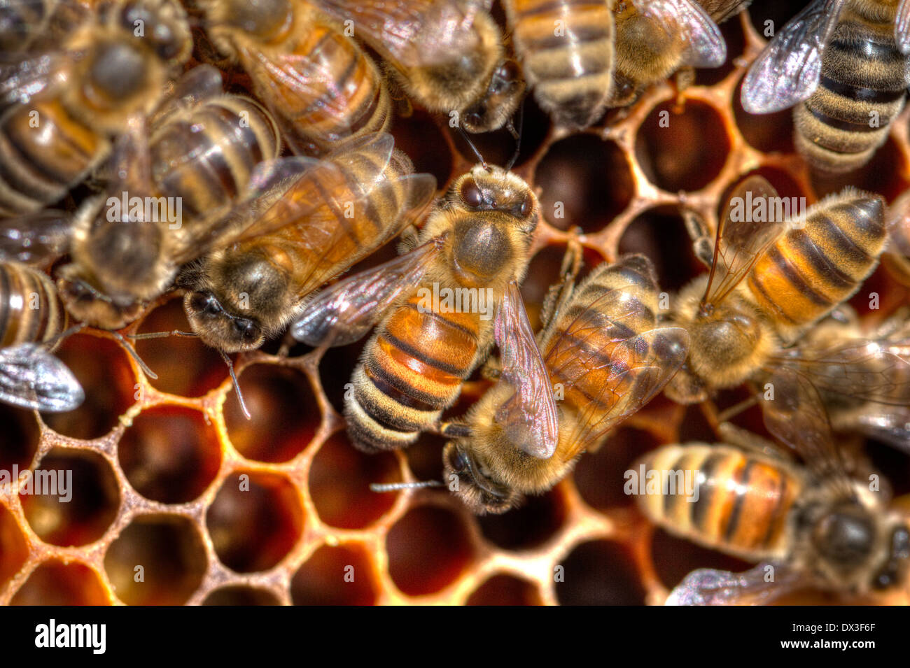 Abeilles dans une ruche Banque D'Images