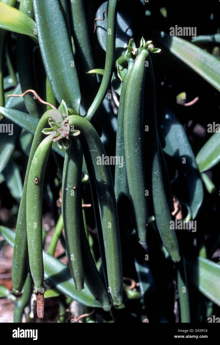 Une usine de vanille gousses de haricots verts avec échéance à la vigne est en croissance sur l'île de Raiatea, une société de la polynésie française dans l'océan Pacifique Sud. Banque D'Images