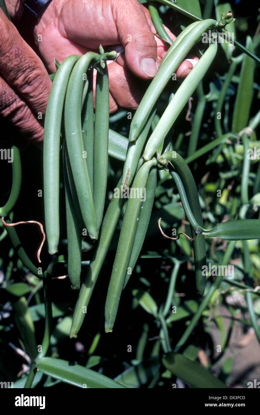 Une usine de vanille gousses de haricots verts avec échéance à la vigne est en croissance sur l'île de Raiatea, une société de la polynésie française dans l'océan Pacifique Sud. Banque D'Images