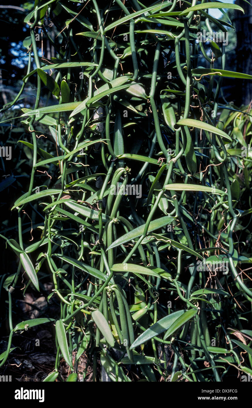 Une usine de vanille gousses de haricots verts avec échéance à la vigne est en croissance sur l'île de Raiatea, une société de la polynésie française dans l'océan Pacifique Sud. Banque D'Images