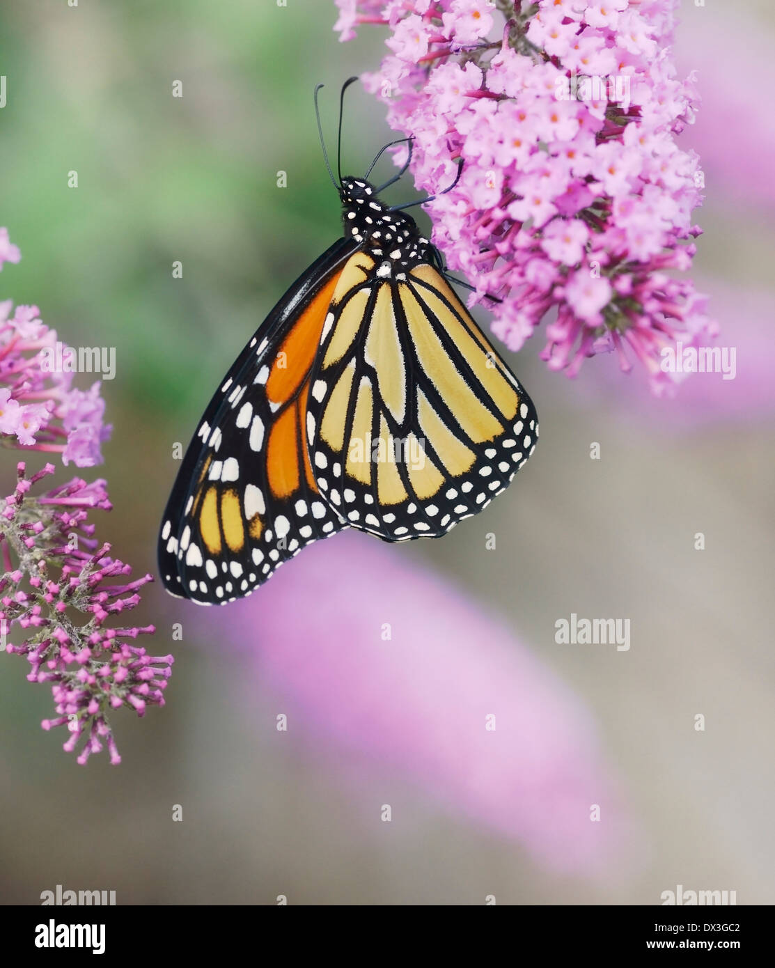 Papillon monarque sur les fleurs violettes Banque D'Images