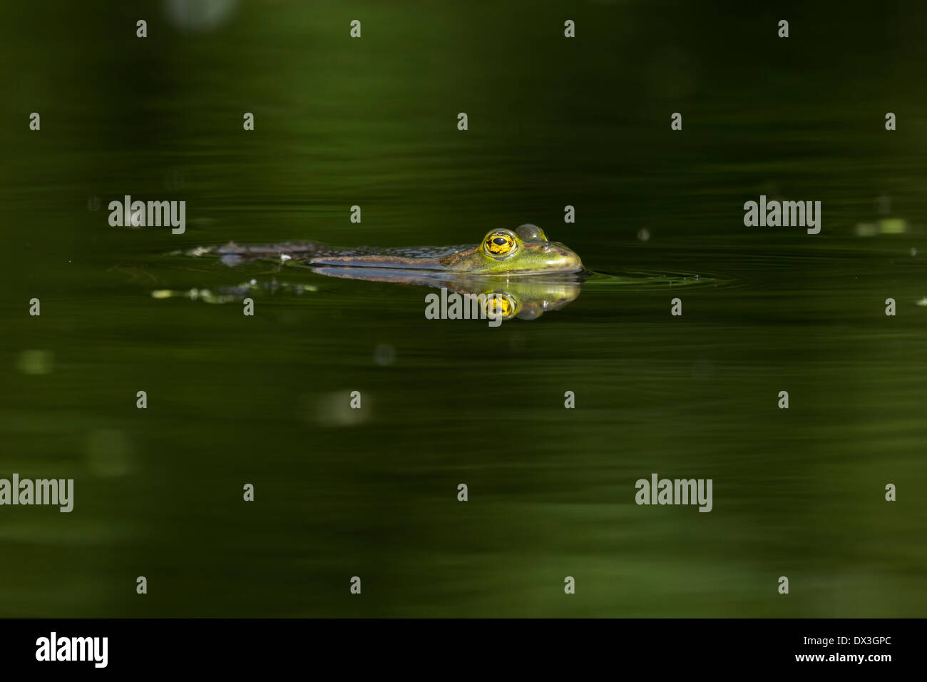 Grenouille des marais (Pelophylax ridibundus) flottant dans l'eau à la recherche d'insectes Banque D'Images