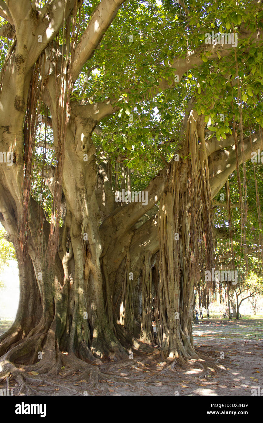 Banyon tree à Saint-Pétersbourg, en Floride. Banque D'Images
