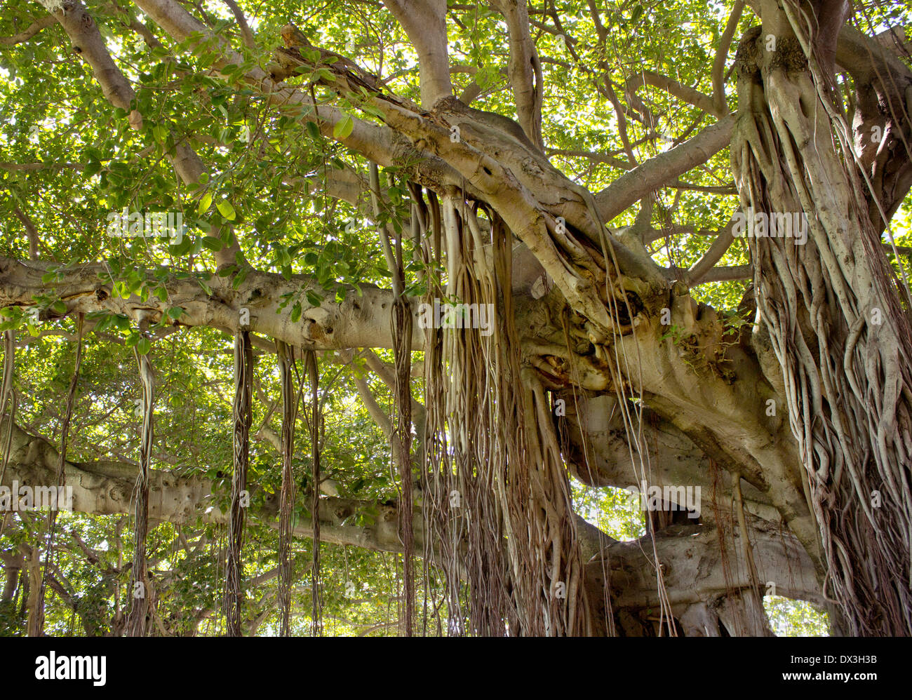 Racines de l'arbre Banyan tropical. Banque D'Images