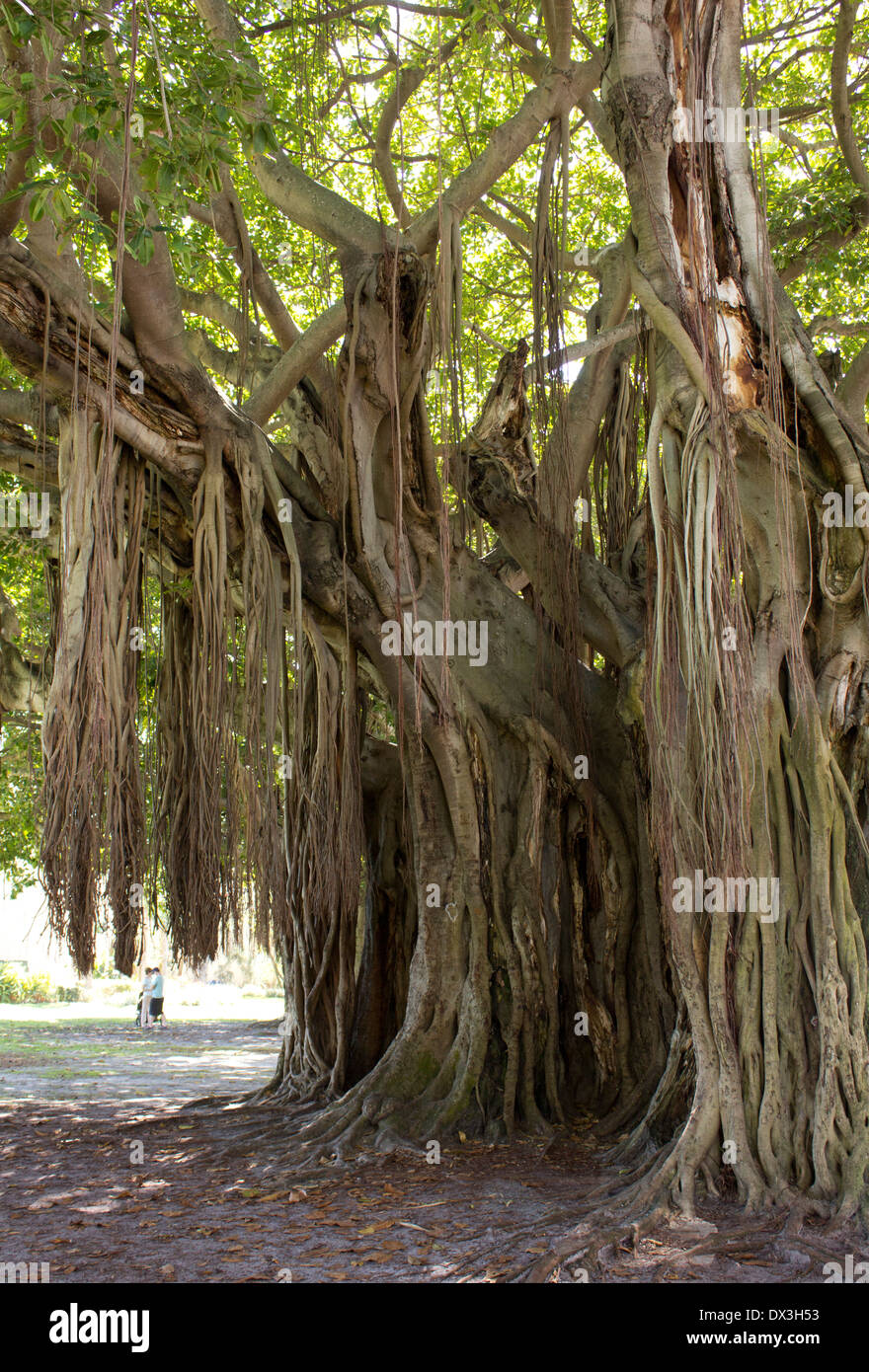 Élaborer un système de racines de l'arbre de banian. Saint Petersburg, Floride. Banque D'Images