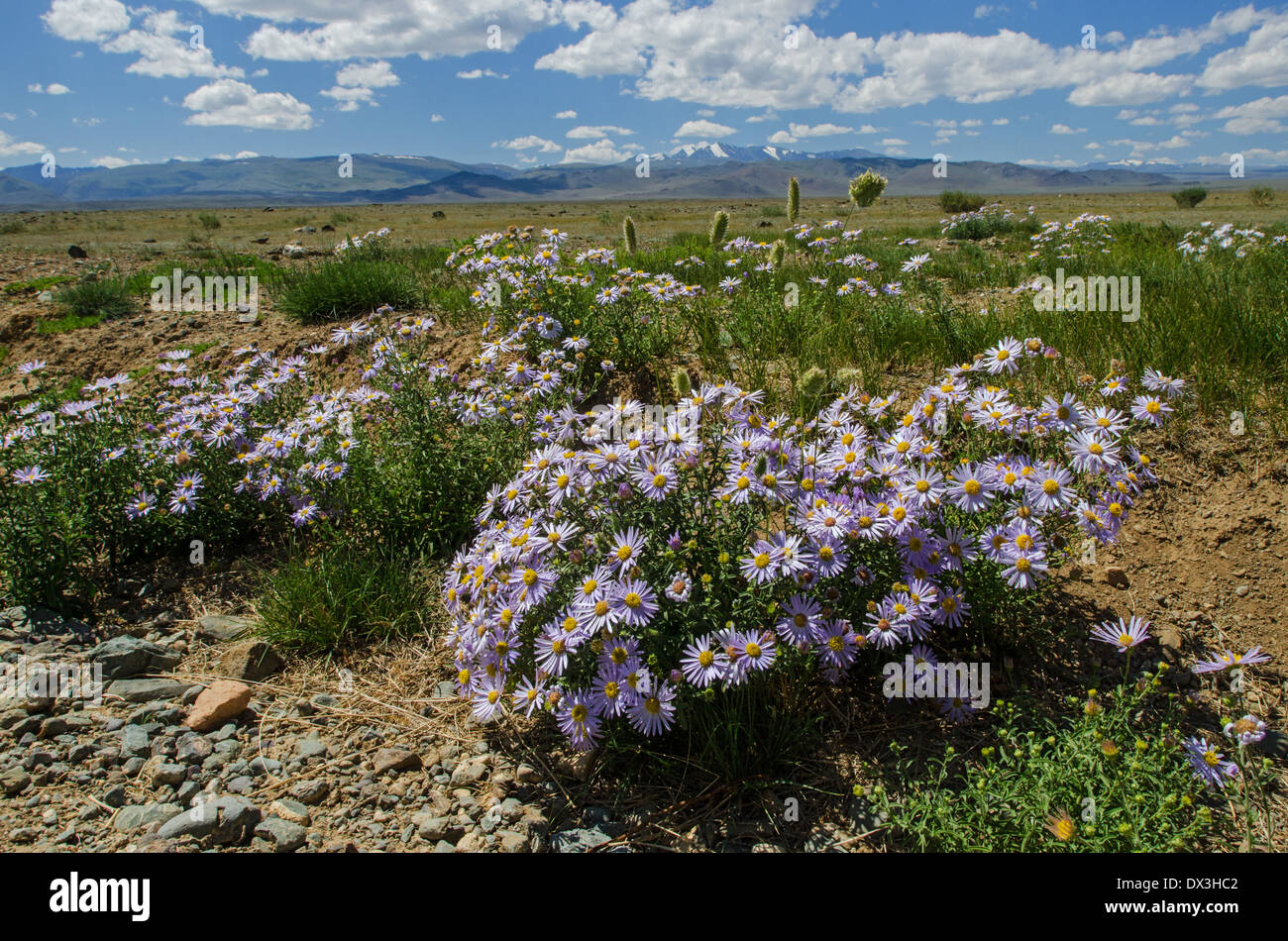 Asters alpins dans Chuya steppe. Altaï. La Sibérie. La Russie. Asie Banque D'Images