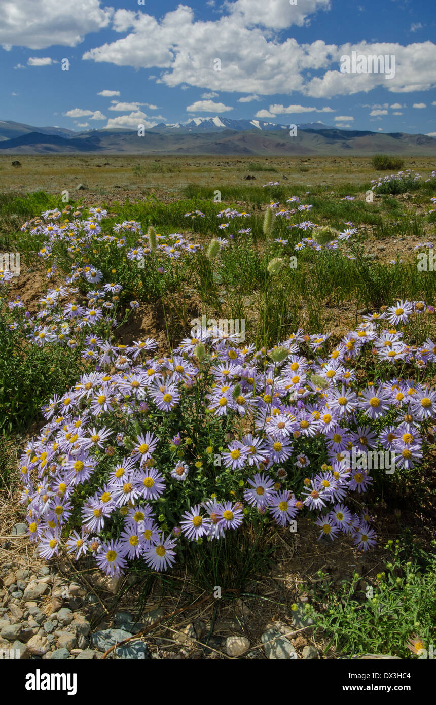 Asters alpins dans Chuya steppe. Altaï. La Sibérie. La Russie. Asie Banque D'Images
