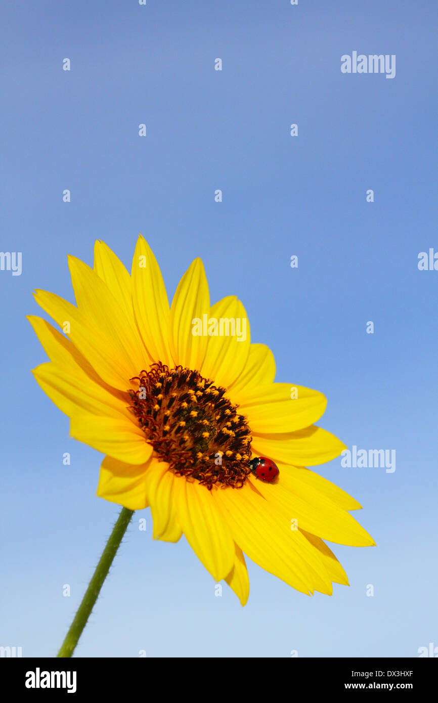 Une coccinelle/coccinelle au repos à pétales jaunes de tournesol mexicain avec un ciel bleu clair. Banque D'Images