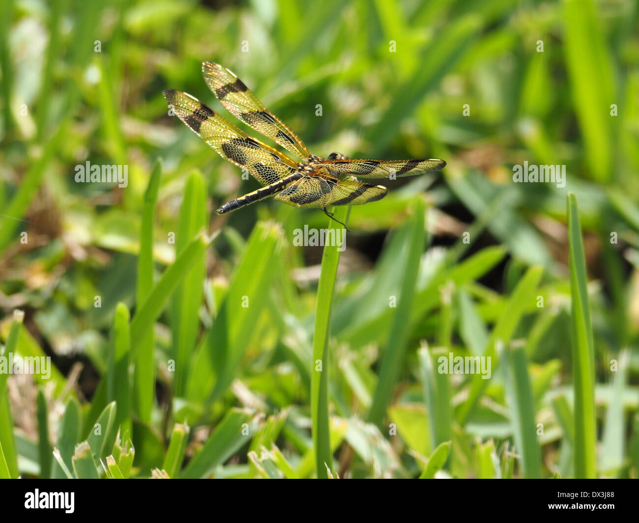 Fanion Halloween libellule accroché à une tige d'herbe, montrant au large de profil d'aile Banque D'Images