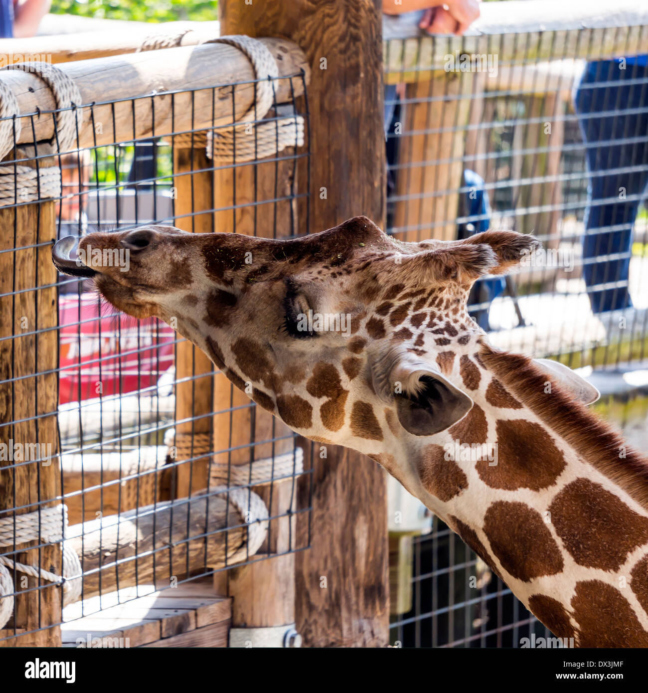 L'Afrique de l'Ouest Girafe (Giraffa camelopardalis), même un mammifère ongulé à longs doigts et plus grand avec timon long léchage de ruminants. Banque D'Images