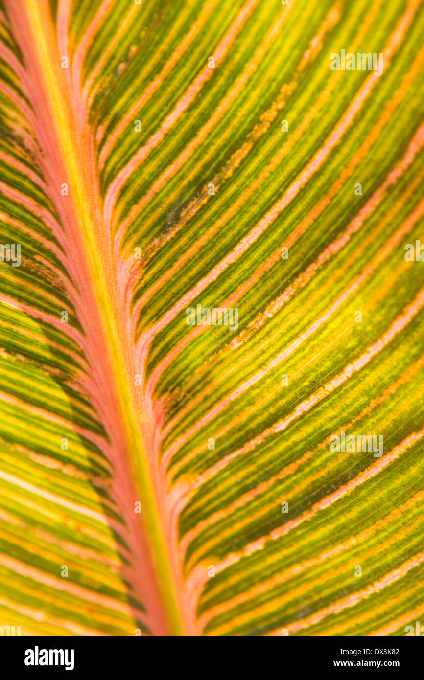 Rose et vert détail feuille canna pattern, full frame, Close up Banque D'Images