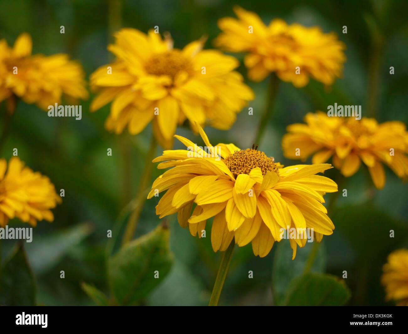 Heliopsis, oxeye Banque D'Images