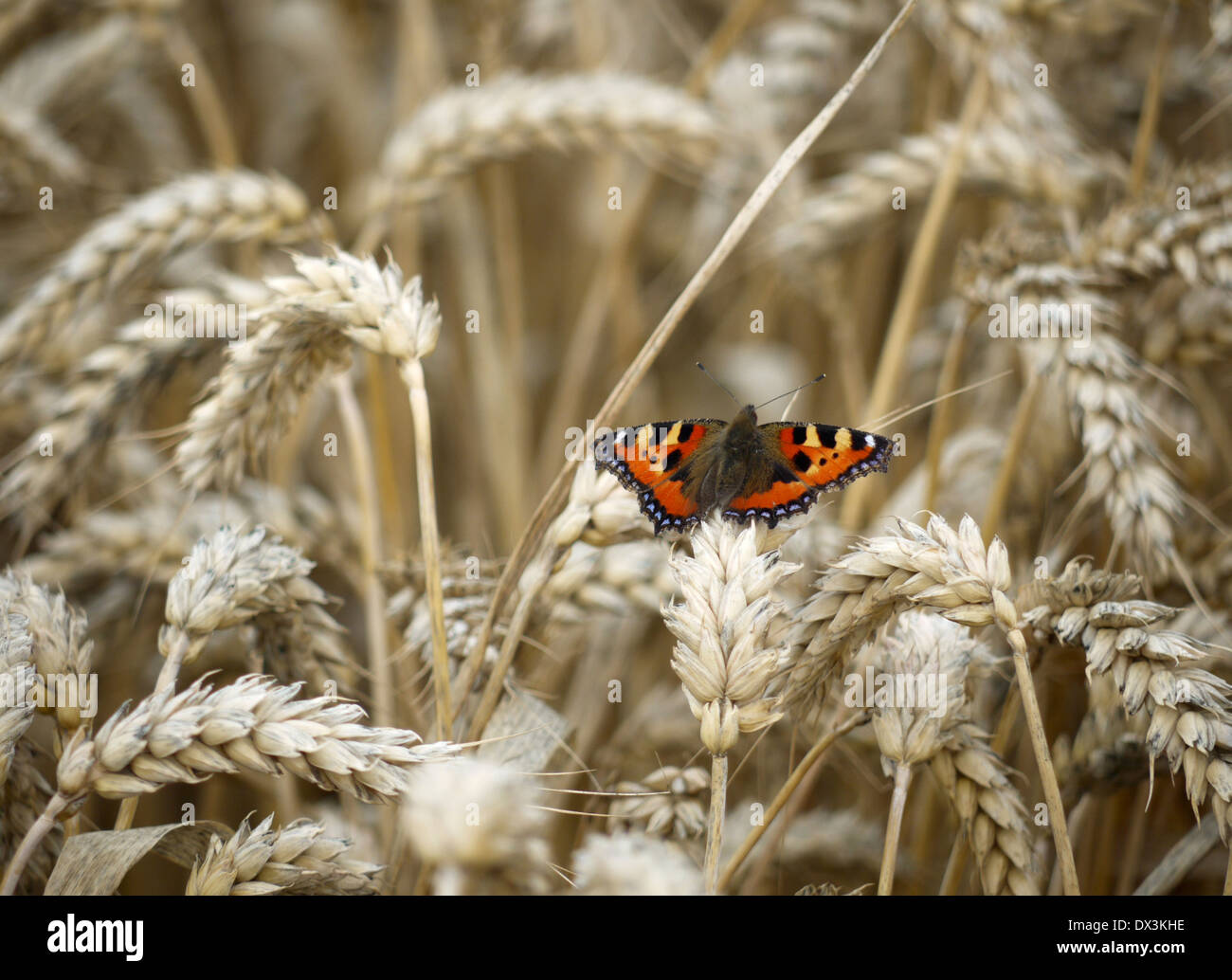 Petite écaille, aglais urticae Banque D'Images