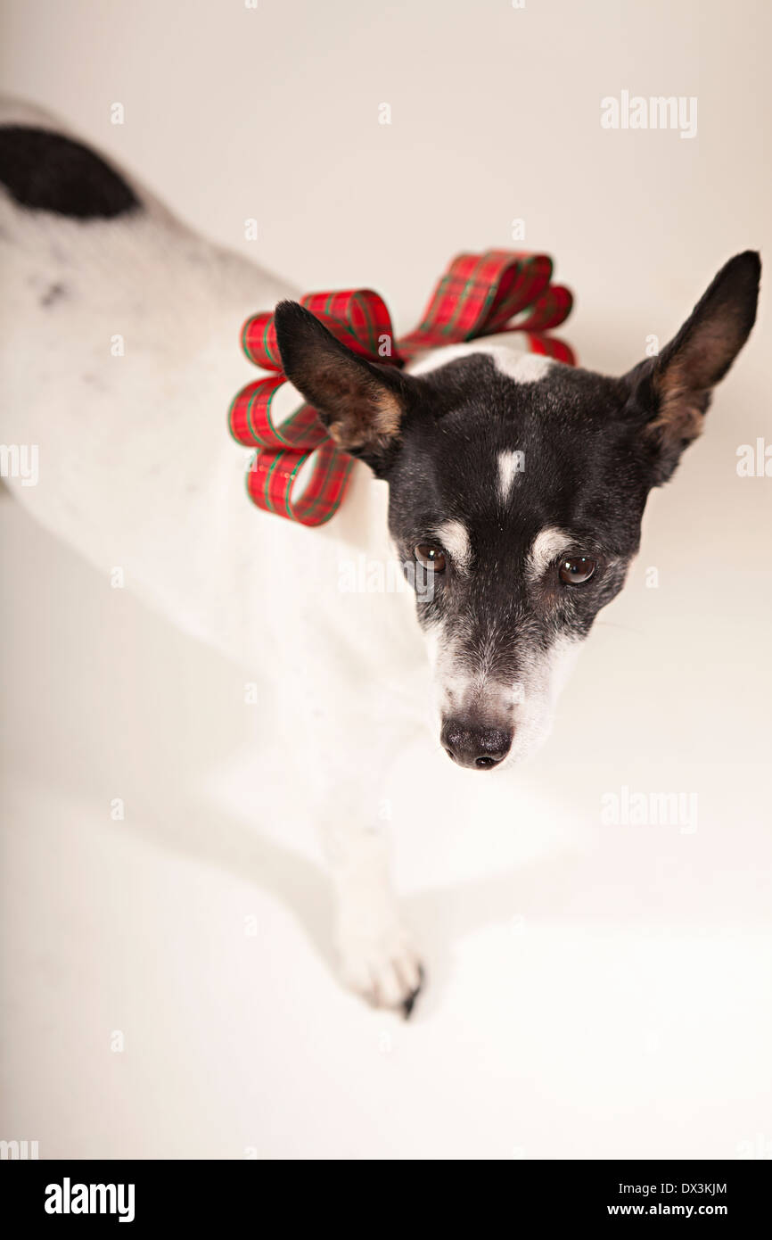 Chien Noir et blanc avec collier bow de Noël sur fond blanc, high angle view, portrait Banque D'Images