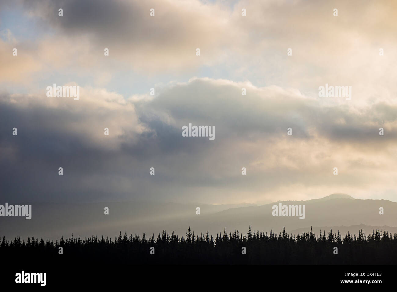 La silhouette du sommet des arbres lors d'un coucher de soleil nuageux Banque D'Images