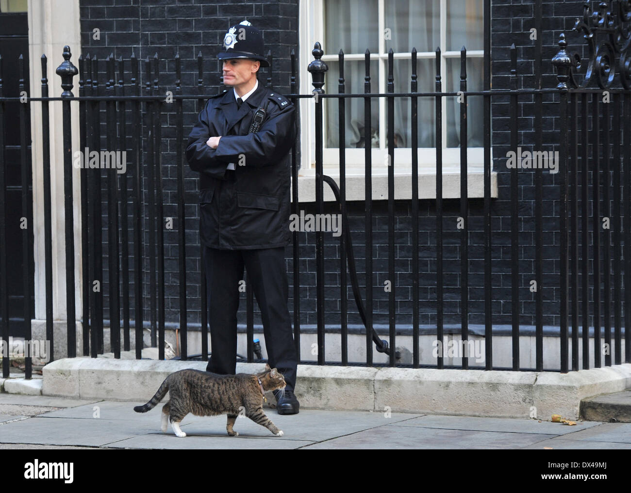 Atmosphère Larry le 10 Downing Street cat ressemble à d'une fenêtre pendant que Freya, le Chancellor's cat marche dernières 10 Downing Street. Londres, Angleterre - 16.10.12 comprend : Atmosphère Où : London, Royaume-Uni Quand : 16 Oct 2012 Banque D'Images