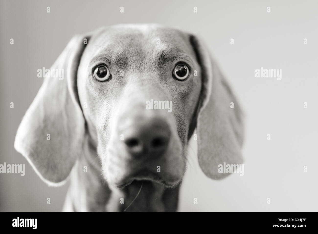 Un jeune chien Weimeraner aux yeux puissants. Chien de chasse allemand et chien de chasse intelligent, qui est également un animal loyal mais énergique. À vous regarder. Banque D'Images