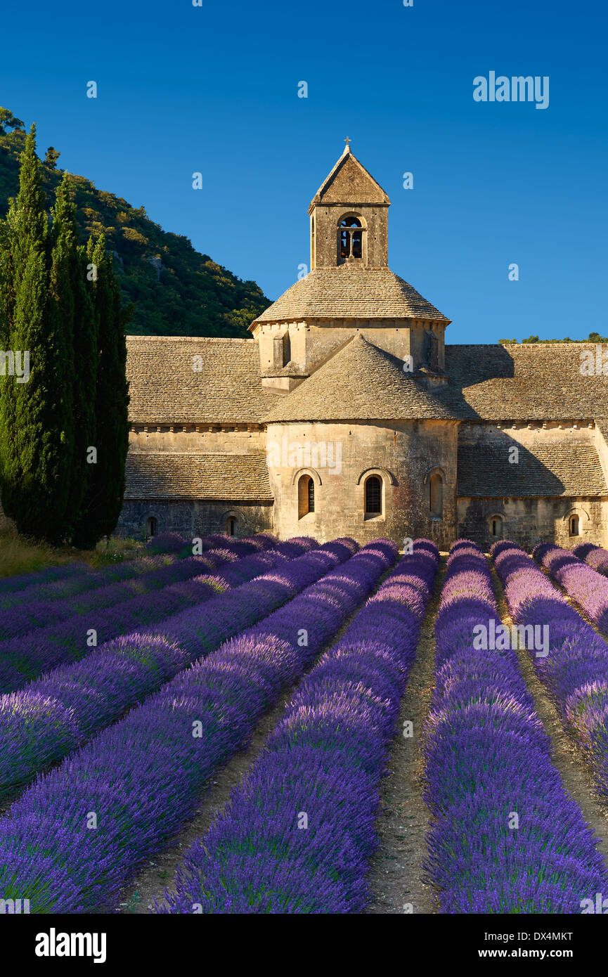 L'Abbaye cistercienne romane du xiie siècle de Notre-Dame de Sénanque, dans les champs de lavande en fleurs de la Provence Banque D'Images