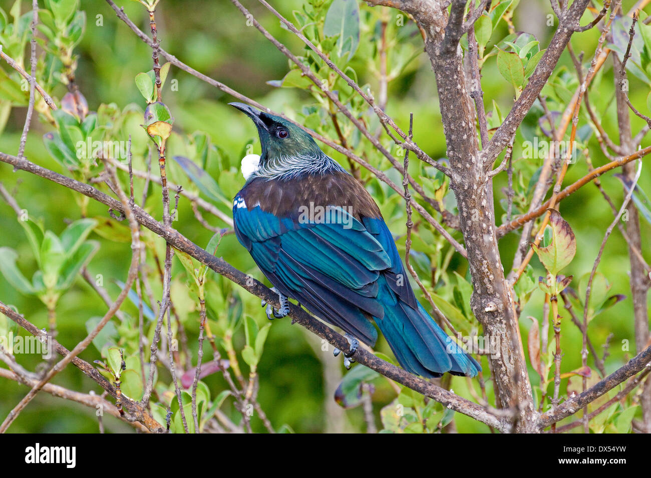 Un Tui sur Tiritiri Matangi Island en Nouvelle-Zélande, île du nord du golfe d'Hauraki Banque D'Images