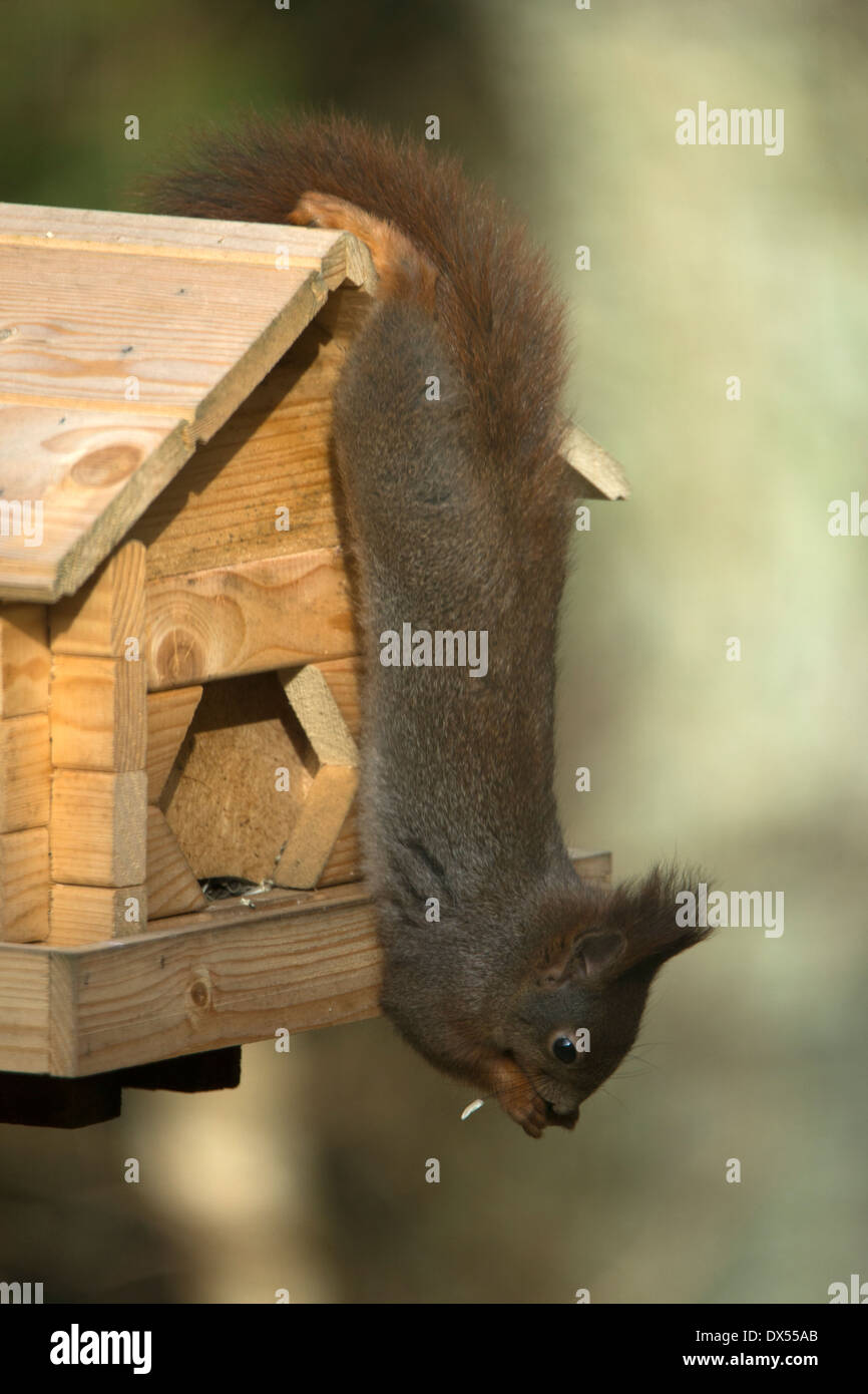 Un écureuil est l'alimentation à l'envers lors d'une table d'oiseaux Banque D'Images