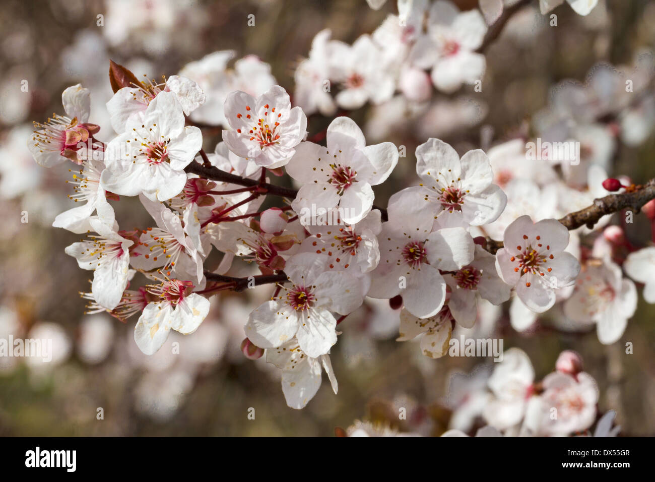 Fleur de prunier Banque de photographies et dimages à haute résolution -  Alamy