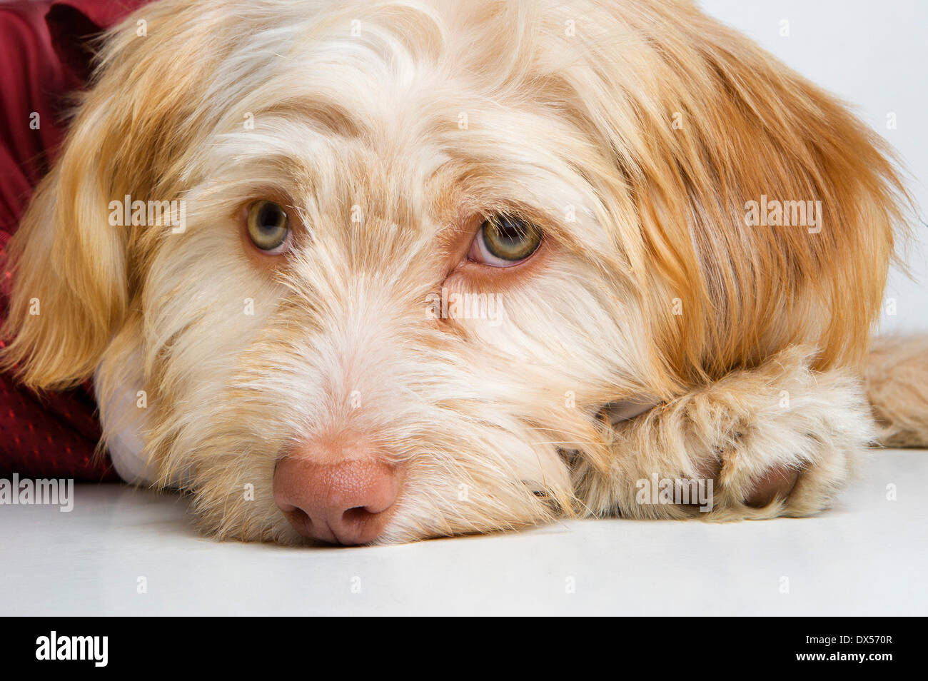 Chien de race mixte, portrait Banque D'Images