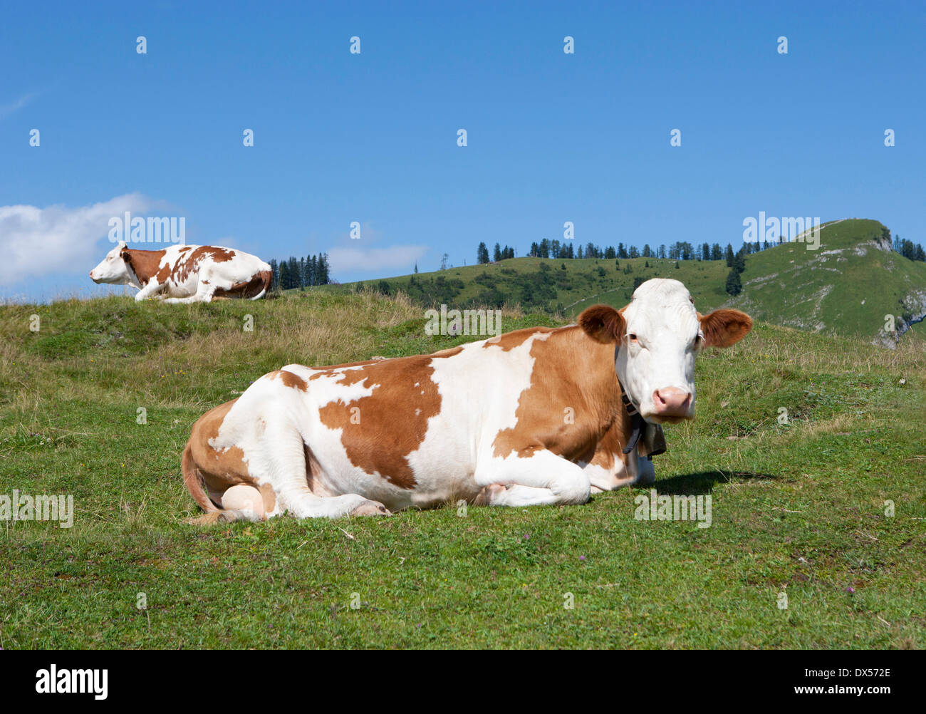 Les vaches, pâturages, Salzkammergut, Postalm, Salzburg, Autriche Etat Banque D'Images