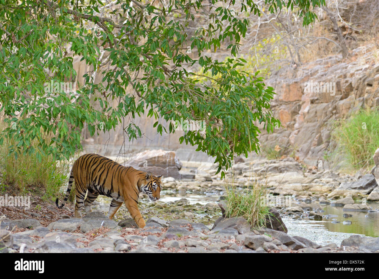 Tigre du Bengale (Panthera tigris tigris) dans une vallée sèche, Ranthambhore National Park, Sawai Madhopur, Inde Banque D'Images