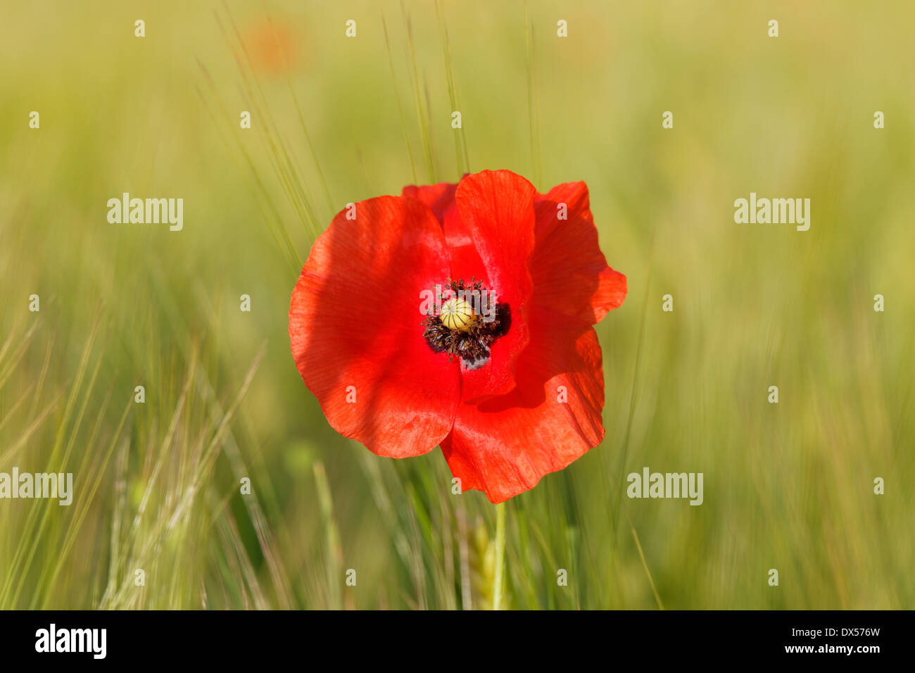 Ou pavot Coquelicot (Papaver rhoeas), dans un champ de maïs, Haute-Bavière, Bavière, Allemagne Banque D'Images