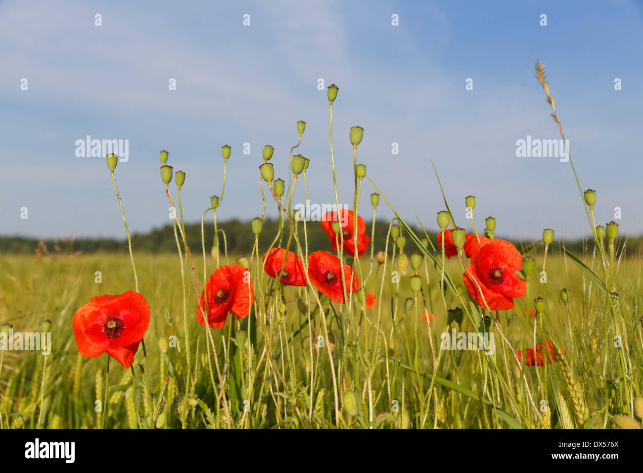 Ou pavot Coquelicot (Papaver rhoeas), avec les coupelles de semences dans un champ de maïs, Upper Bavaria, Bavaria, Germany Banque D'Images
