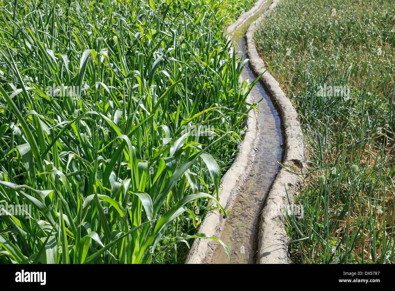 L'eau claire qui coule dans un canal d'irrigation traditionnelle à travers un champ vert, Ad Dakhiliyah Gouvernorat, Oman Banque D'Images