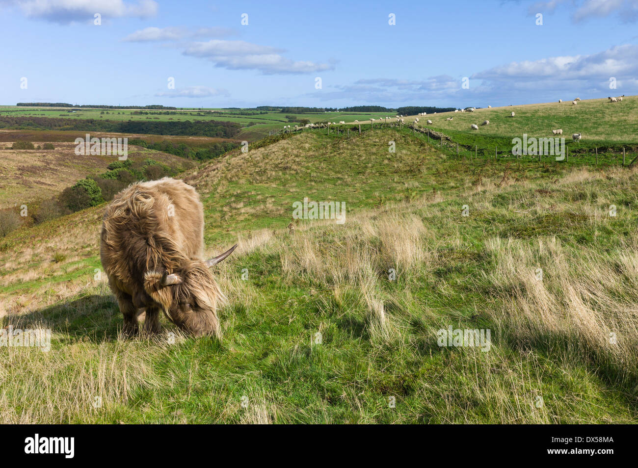 Scottish Highland cattle broute des pâturages ouverts qui fait partie de la prairie-parc national de North York Moors près du village de Goa Banque D'Images
