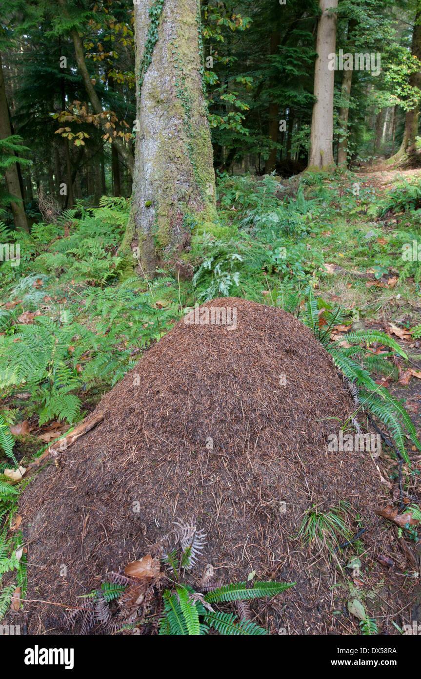 Fourmi : Formica rufa. Nichent dans des forêts de conifères. Galles. Banque D'Images