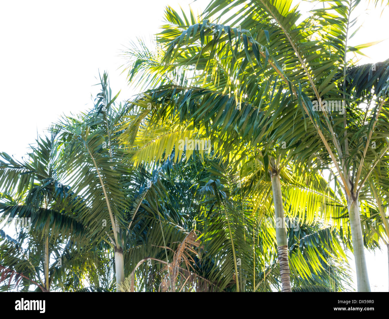 Palmiers, Floride Banque D'Images