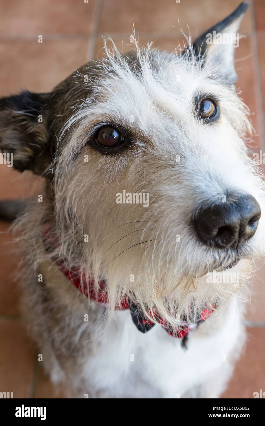 Mixed Breed Dog avec Bandana Close Up, USA Banque D'Images