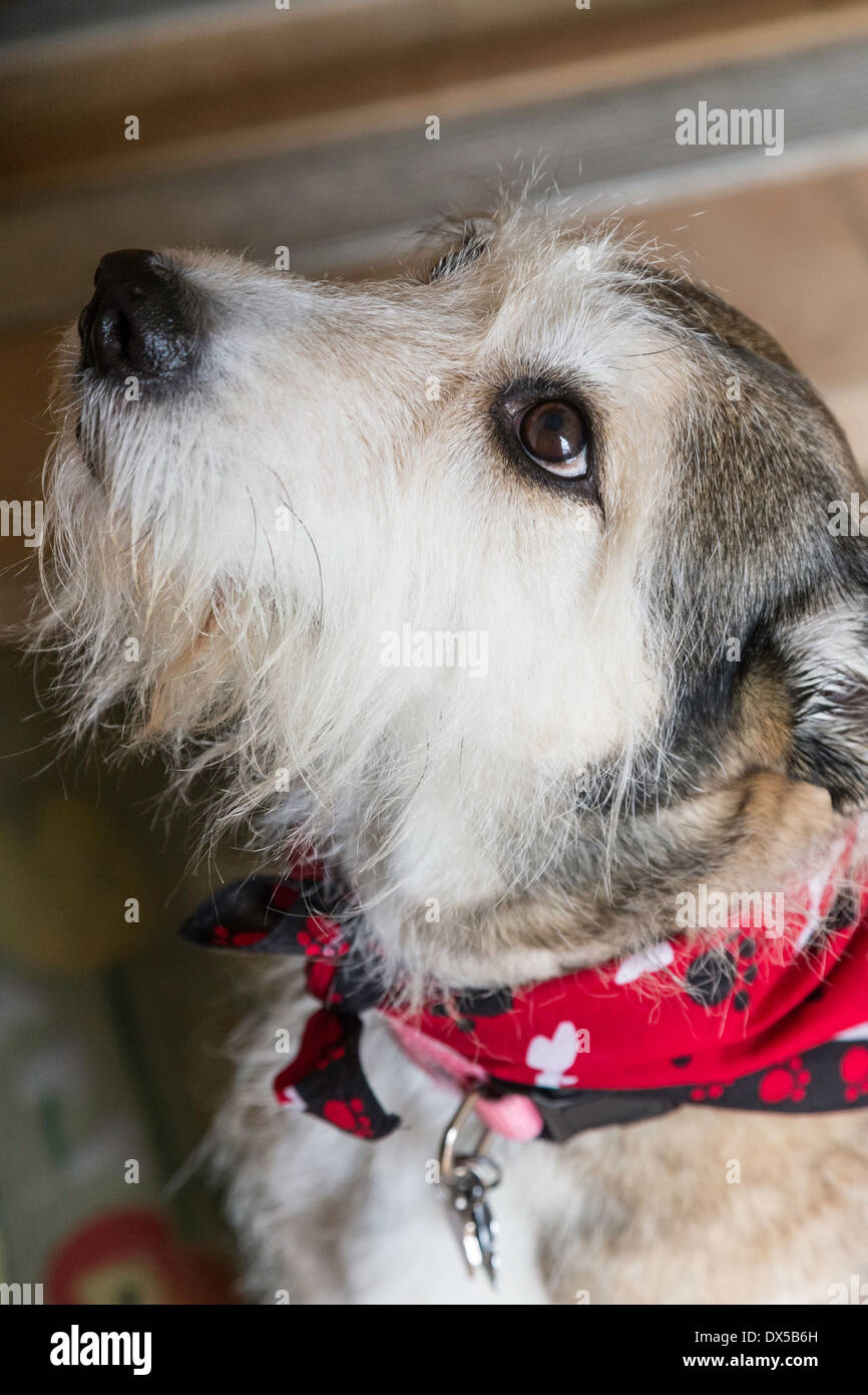 Mixed Breed Dog avec Bandana Looking up, USA Banque D'Images