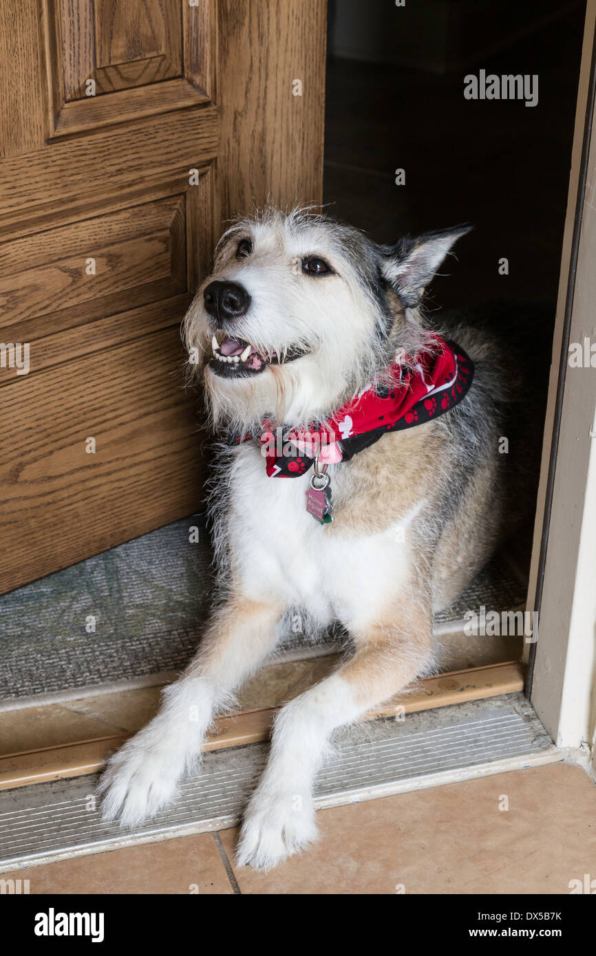 Mixed Breed Dog avec Bandana assis dans la porte de la maison, USA Banque D'Images