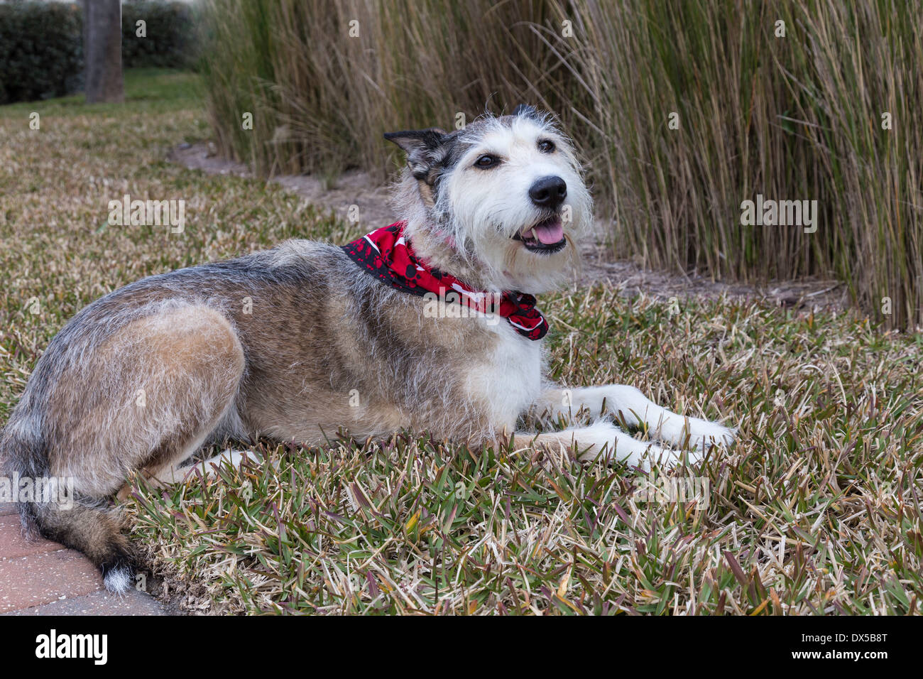 Mixed Breed Dog avec Bandana, USA Banque D'Images