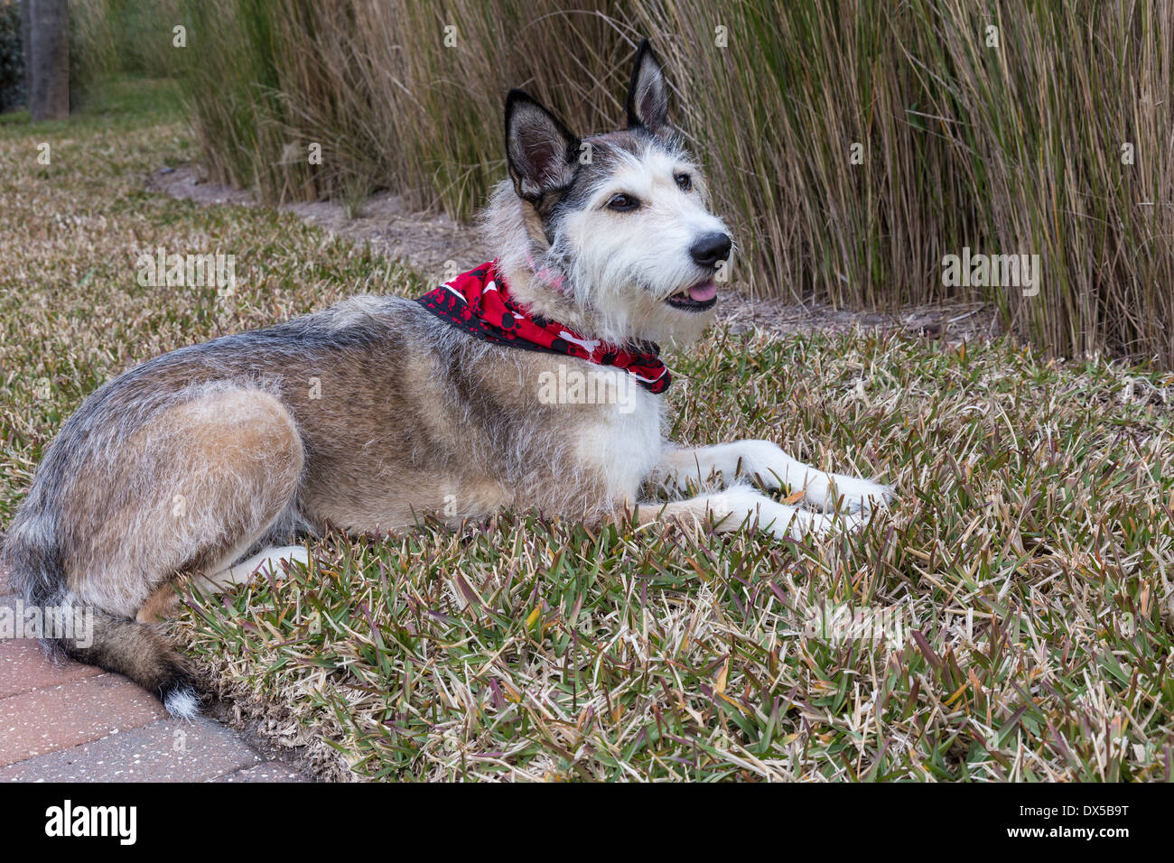 Mixed Breed Dog avec Bandana, USA Banque D'Images