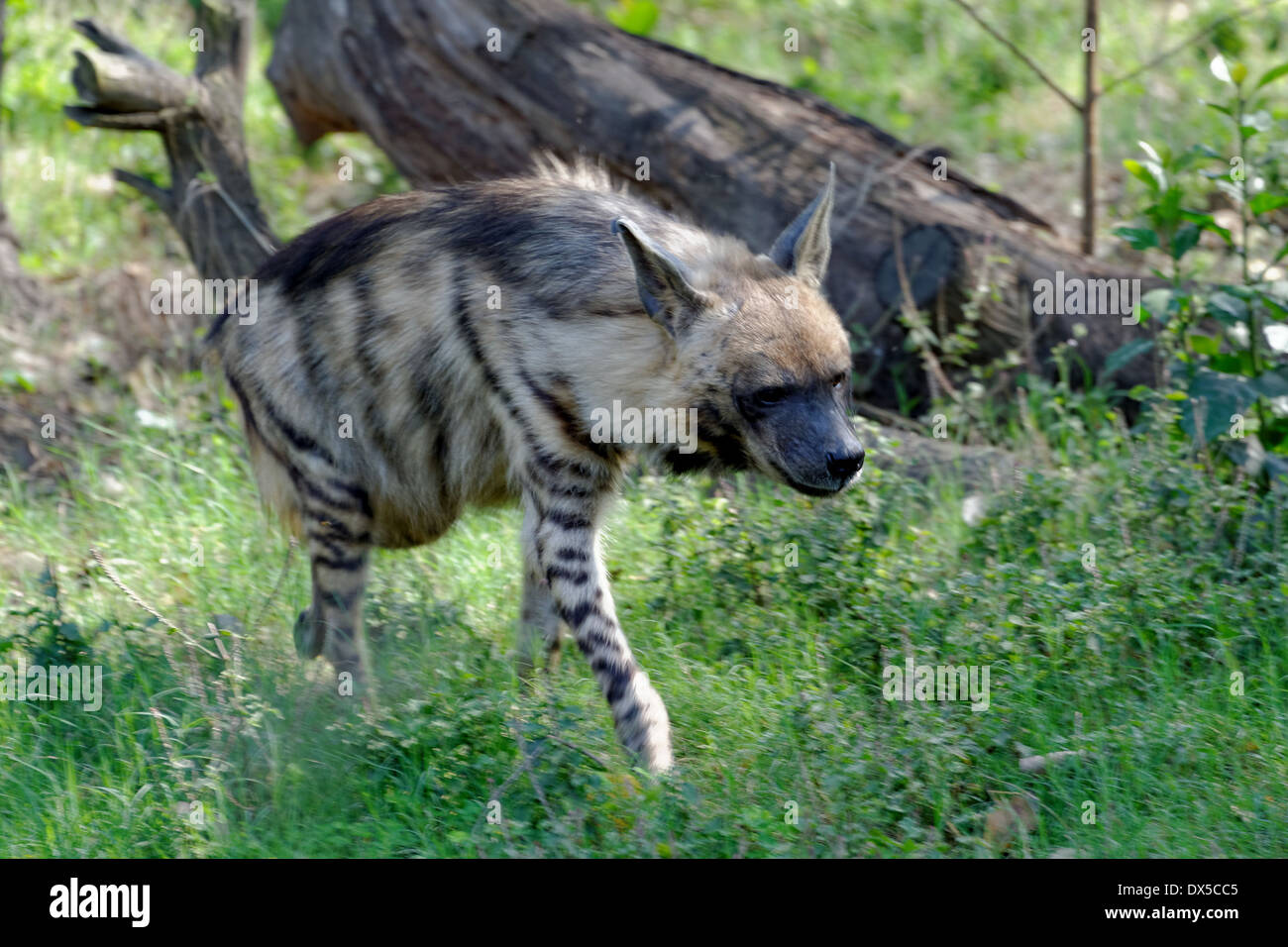 a striped hyena banque d image et photos alamy