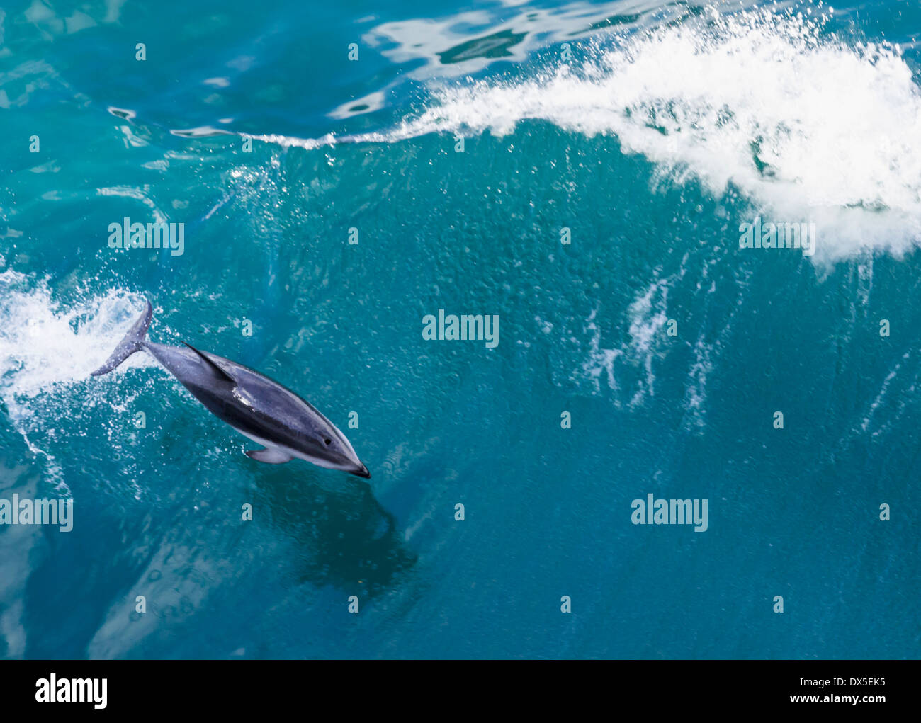 Sauts de grands dauphins de l'eau dans l'océan par bateau de croisière, Nouvelle-Zélande Banque D'Images