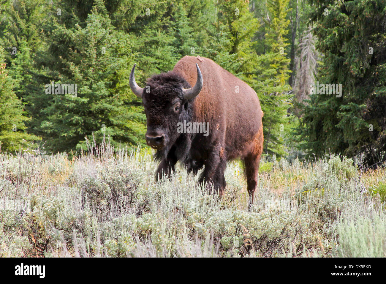 Barbu, le bison sauvage Bull - orientation horizontale close up d'un homme à pied de bison à travers un champ de broussailles Banque D'Images