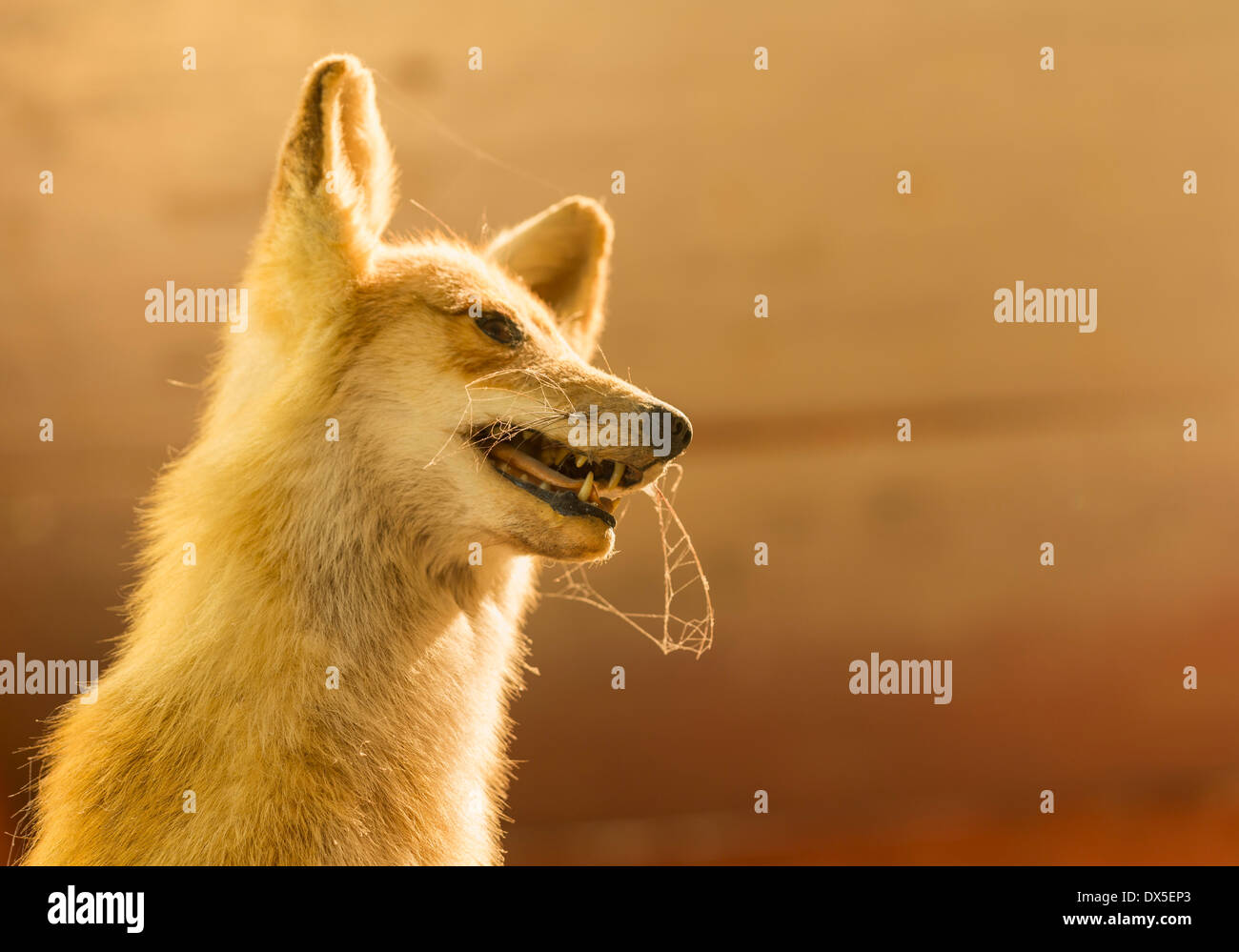 Farci de taxidermie renard avec d'araignée et de la poussière sur les moustaches de l'animal monté Banque D'Images