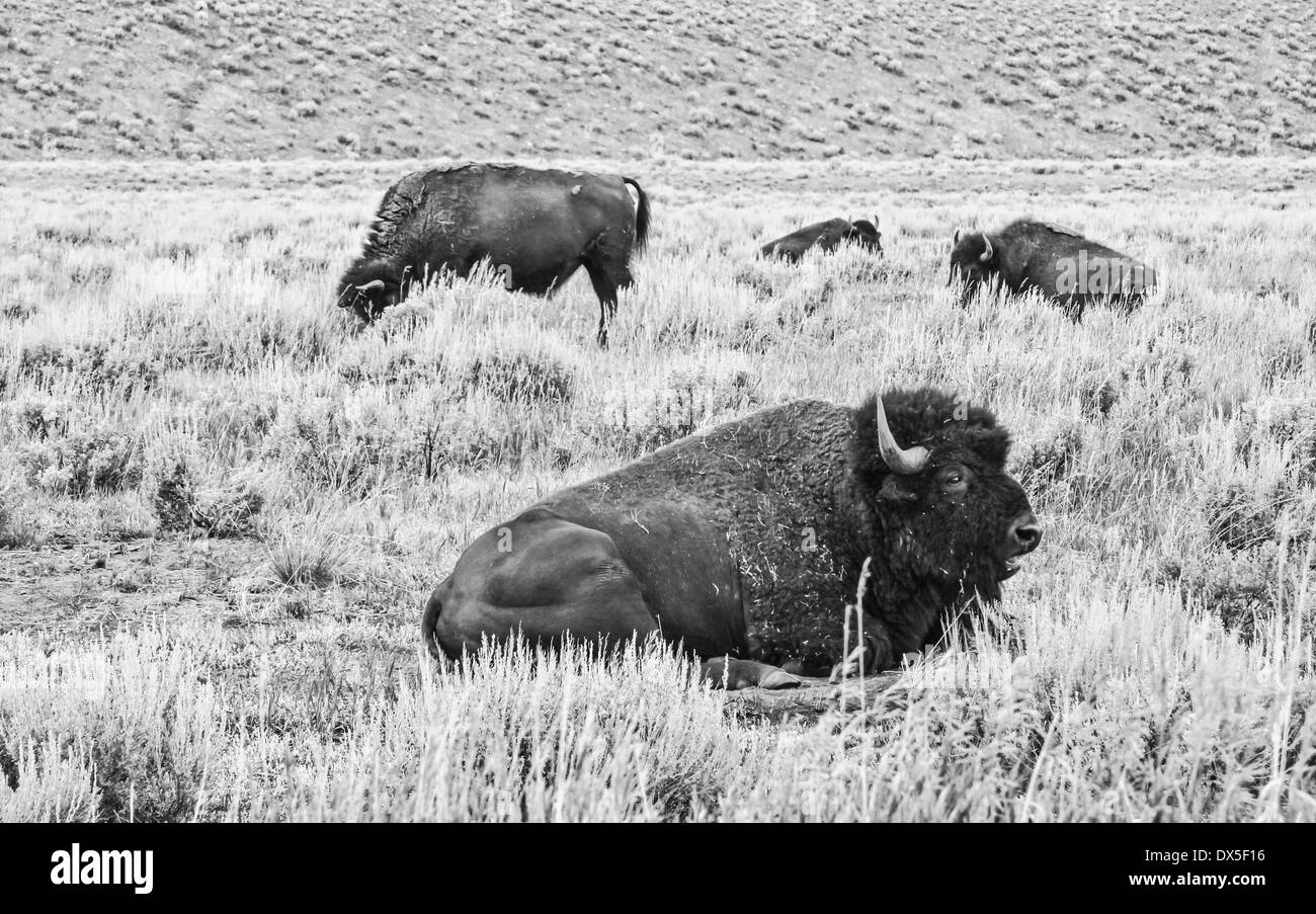 Le bison d'Amérique - Buffalo - orientation horizontale d'un troupeau de bisons paissant dans les champs en noir et blanc Banque D'Images Le bison d'Amérique - Buffalo - orientation horizontale d'un troupeau de bisons paissant dans les champs en noir et blanc Banque D'Images